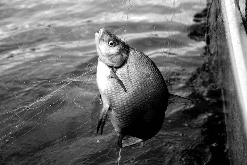 Fisch essen Attersee